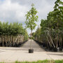 Gewone Esdoorn (Acer pseudoplatanus)